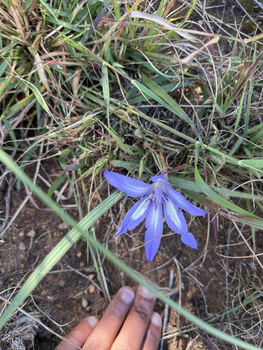 Babiana bainesii (Babiana bainesii)