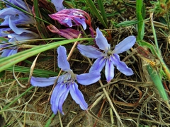 Babiana bainesii (Babiana bainesii)