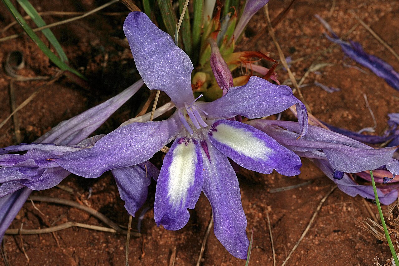 Babiana bainesii: Babiana bainesii , plant in flower, partly concealed by tall grass. Relict grassland, Pretoria National Botanical Garden, Pretoria, Gauteng, South Africa