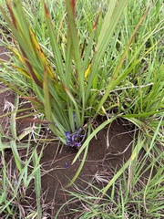 Babiana bainesii (Babiana bainesii)