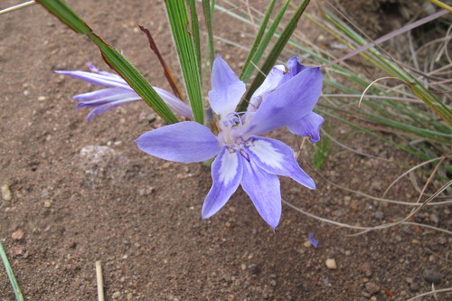 Babiana bainesii (Babiana bainesii)