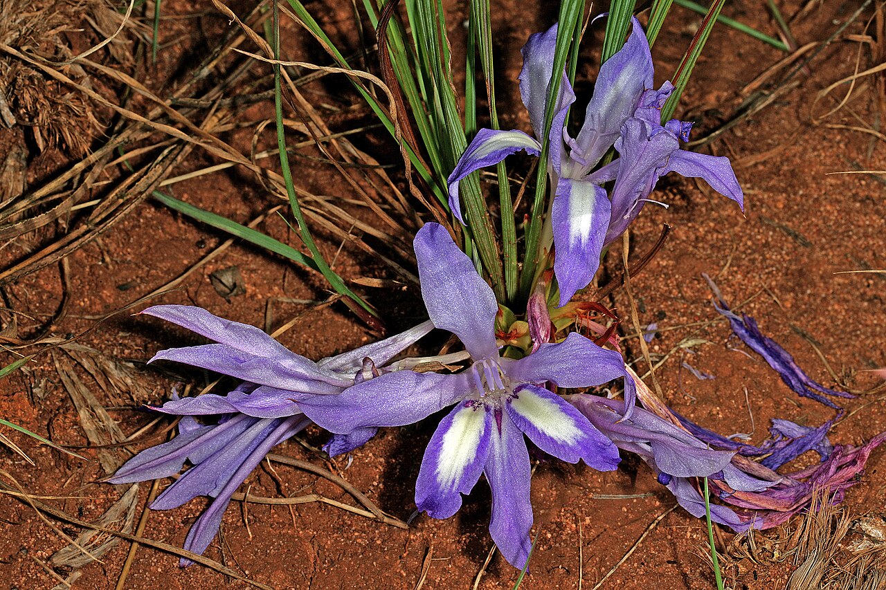 Babiana bainesii: Babiana bainesii , plant in flower, partly concealed by tall grass. Relict grassland, Pretoria National Botanical Garden, Pretoria, Gauteng, South Africa