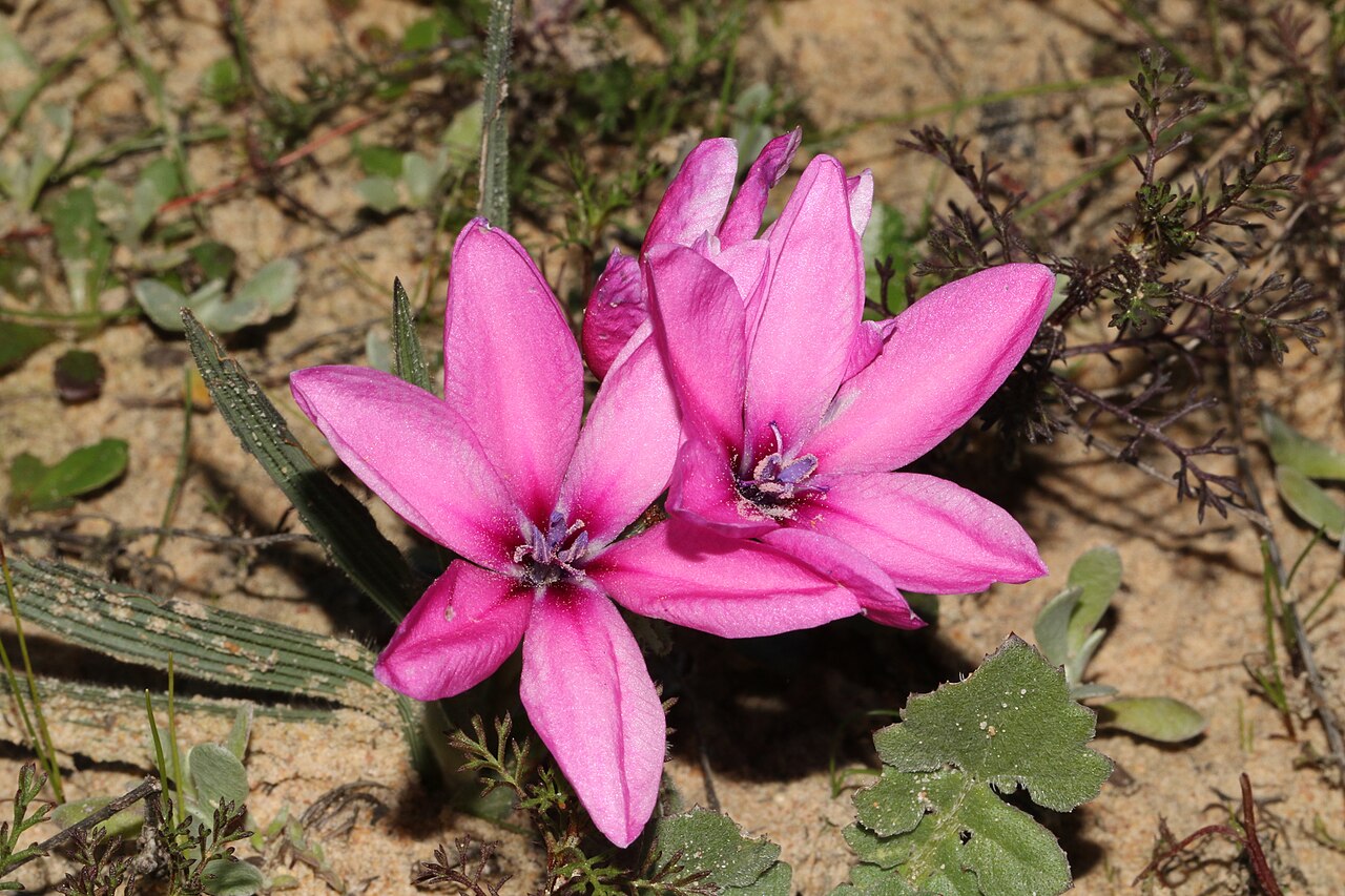 Babiana blanda: Babiana blanda, photographed by Jacques van der Merwe, on 3 August 2018, approximately 1500 m south-east of Klipheuwel, Western Cape province of South Africa
