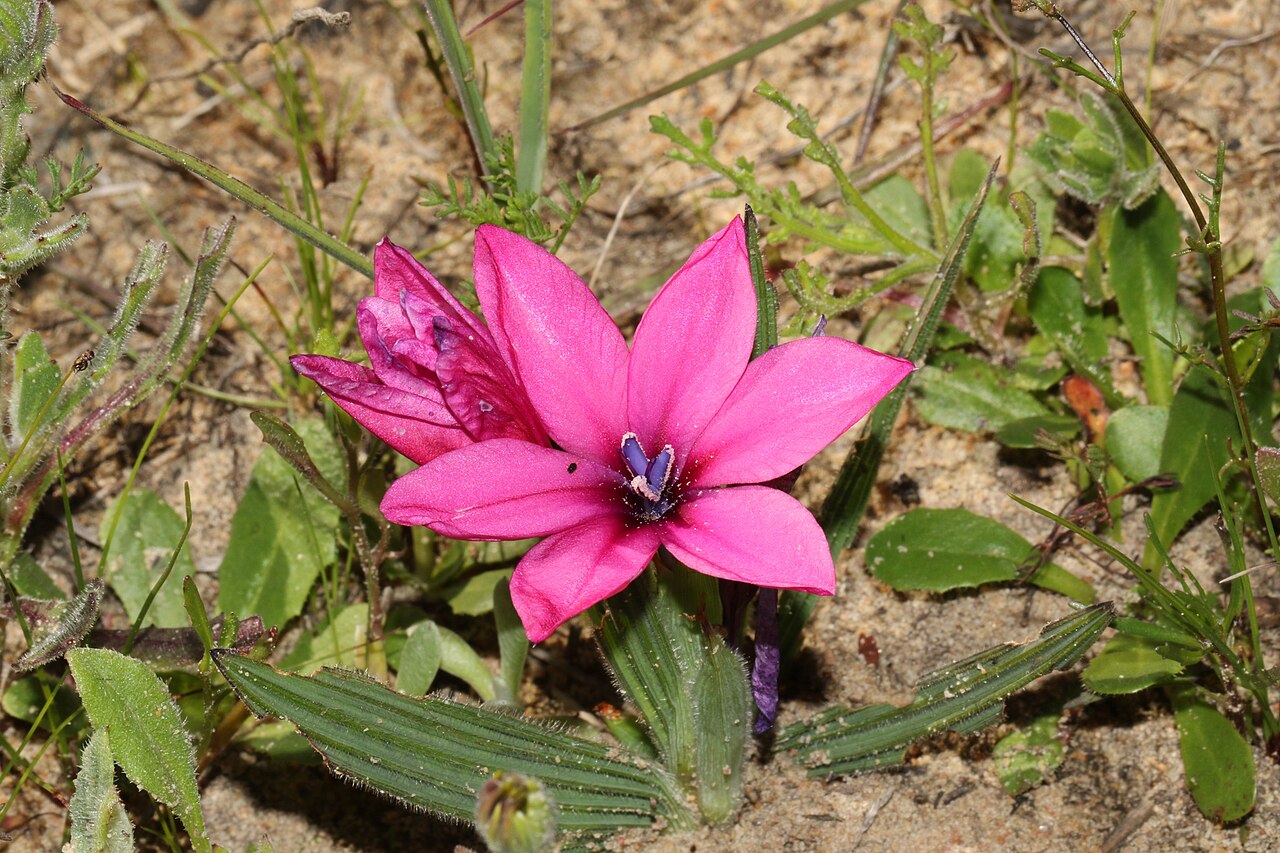 Babiana blanda: Babiana blanda, photographed by Jacques van der Merwe, on 3 August 2018, approximately 1500 m south-east of Klipheuwel, Western Cape province of South Africa