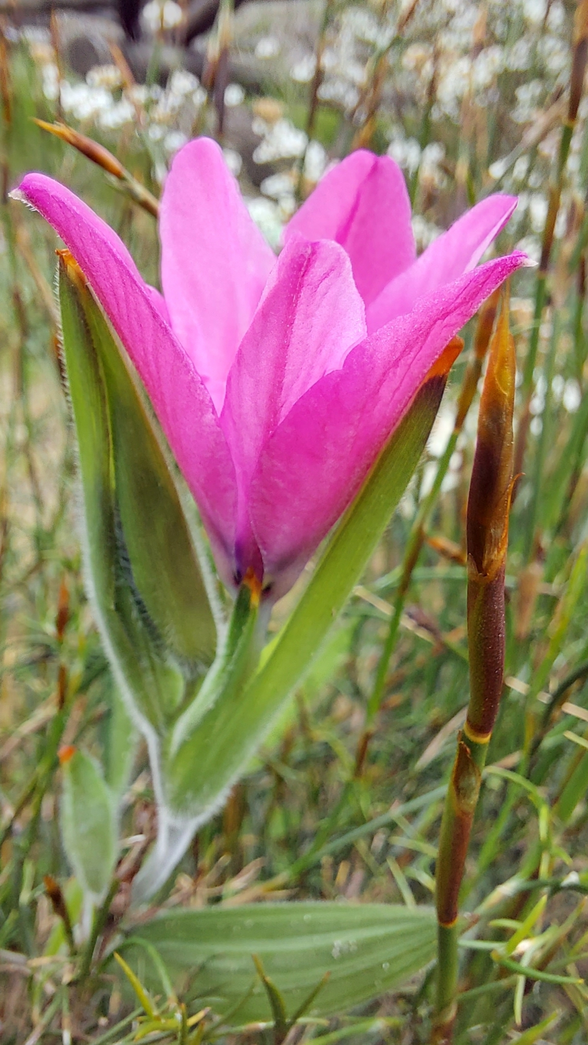 Babiana blanda: Babiana blanda, photographed by Jacques van der Merwe, on 17 August 2021, about 400 m north of Brakkefonteinroad and 60 m west of R304, near Atlantis, Western C