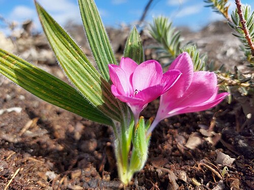 Babiana blanda: Babiana blanda, photographed by Jacques van der Merwe, on 14 August 2020, along Three fountainsroad, near Atlantis, Western Cape province of South Africa