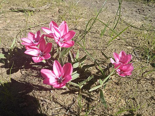 Babiana blanda: Babiana blanda, photographed by Jacques van Merwe, on 16 August 2016, Driefonteine Portion 49, Atlantis, Western Cape province of South Africa