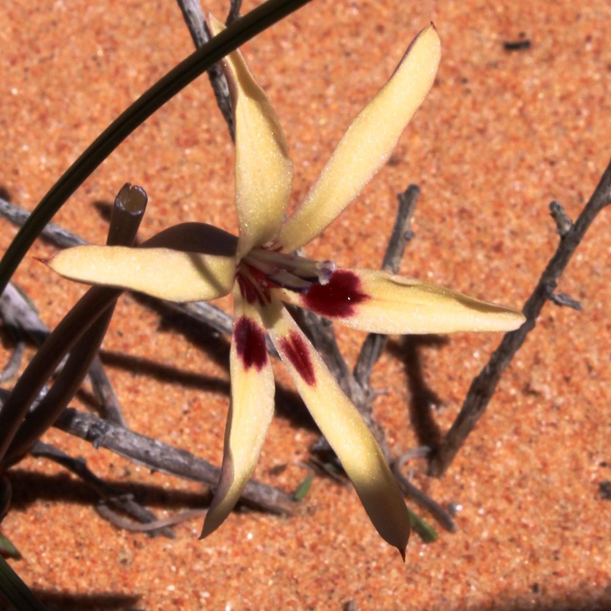 Babiana brachystachys: Babiana brachystachys, photographed by Tony Rebelo, on 4 September 2013, in the dunes along the road to Garies about 6 km east of Hondeklipbaai, Northern Cape p