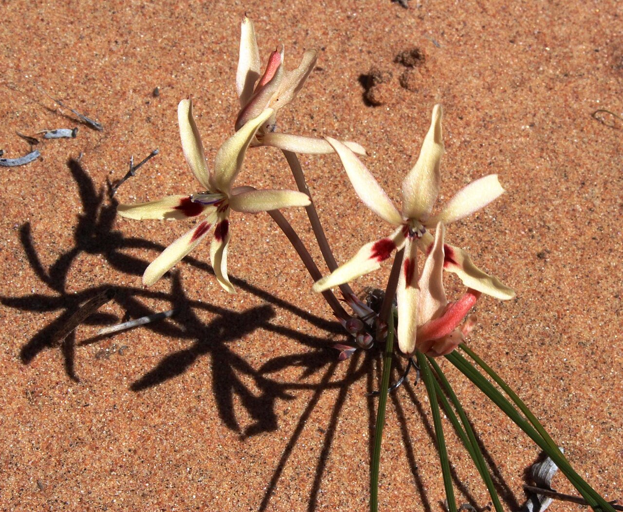 Babiana brachystachys: Babiana brachystachys, photographed by Tony Rebelo, on 4 September 2013, in the dunes along the road to Garies about 6 km east of Hondeklipbaai, Northern Cape p