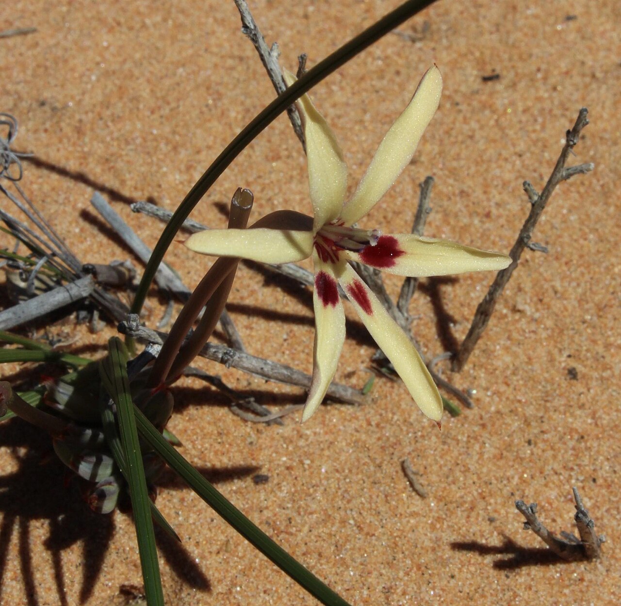 Babiana brachystachys: Babiana brachystachys, photographed by Tony Rebelo, on 4 September 2013, in the dunes along the road to Garies about 6 km east of Hondeklipbaai, Northern Cape p