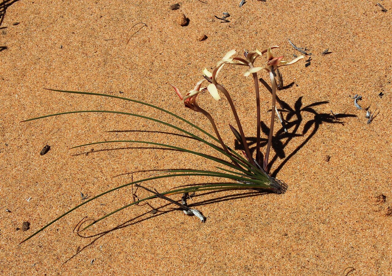 Babiana brachystachys: Babiana brachystachys, photographed by Tony Rebelo, on 4 September 2013, in the dunes along the road to Garies about 6 km east of Hondeklipbaai, Northern Cape p