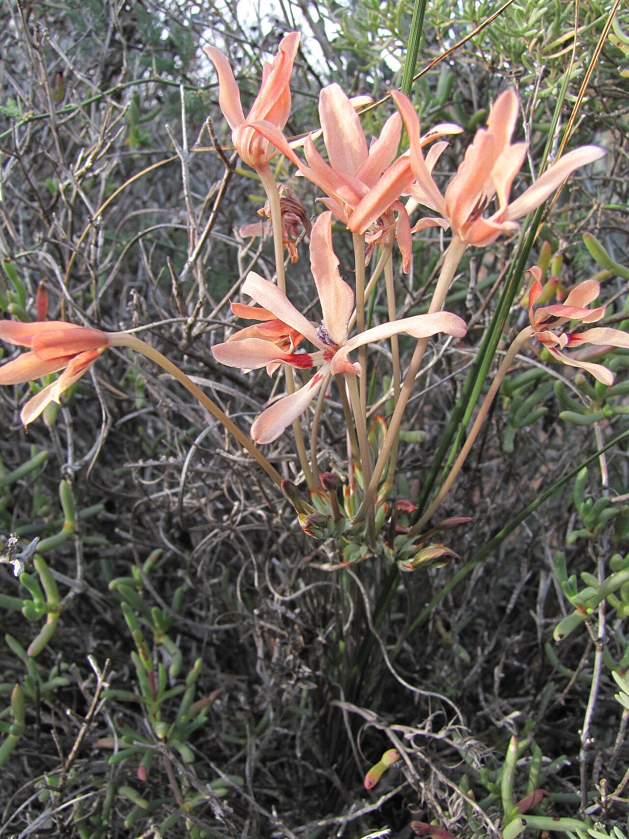 Babiana brachystachys: Babiana brachystachys, photographed by Nick Helme, on 20 August 2013, Sandveld west of Garies: Sandveld west of Garies; Rhoode Heuvel, Northern Cape province of