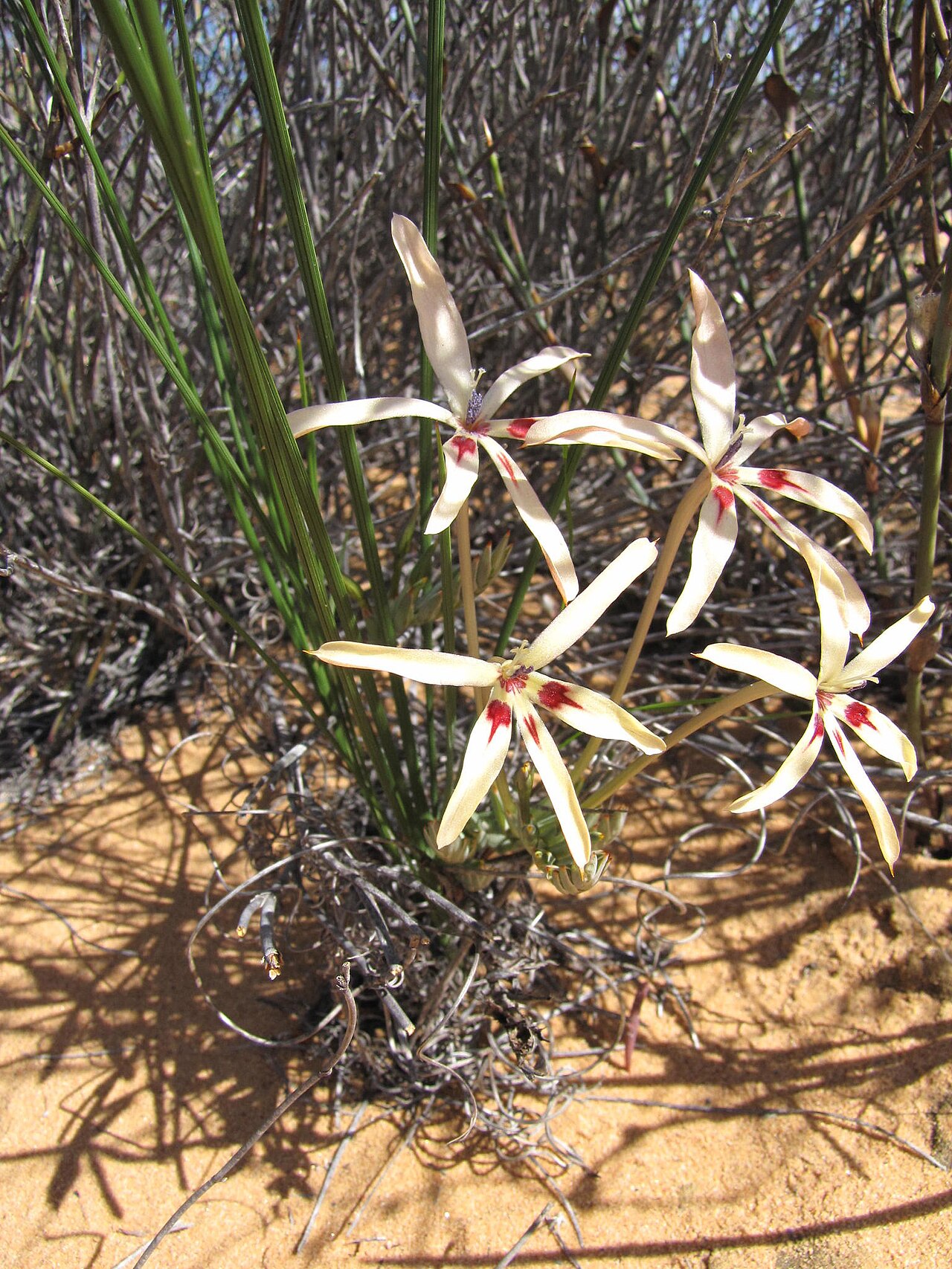 Babiana brachystachys: Babiana brachystachys, photographed by Nick Helme, on 20 August 2013, Sandveld west of Garies: Sandveld west of Garies; Rhoode Heuvel, Northern Cape province of