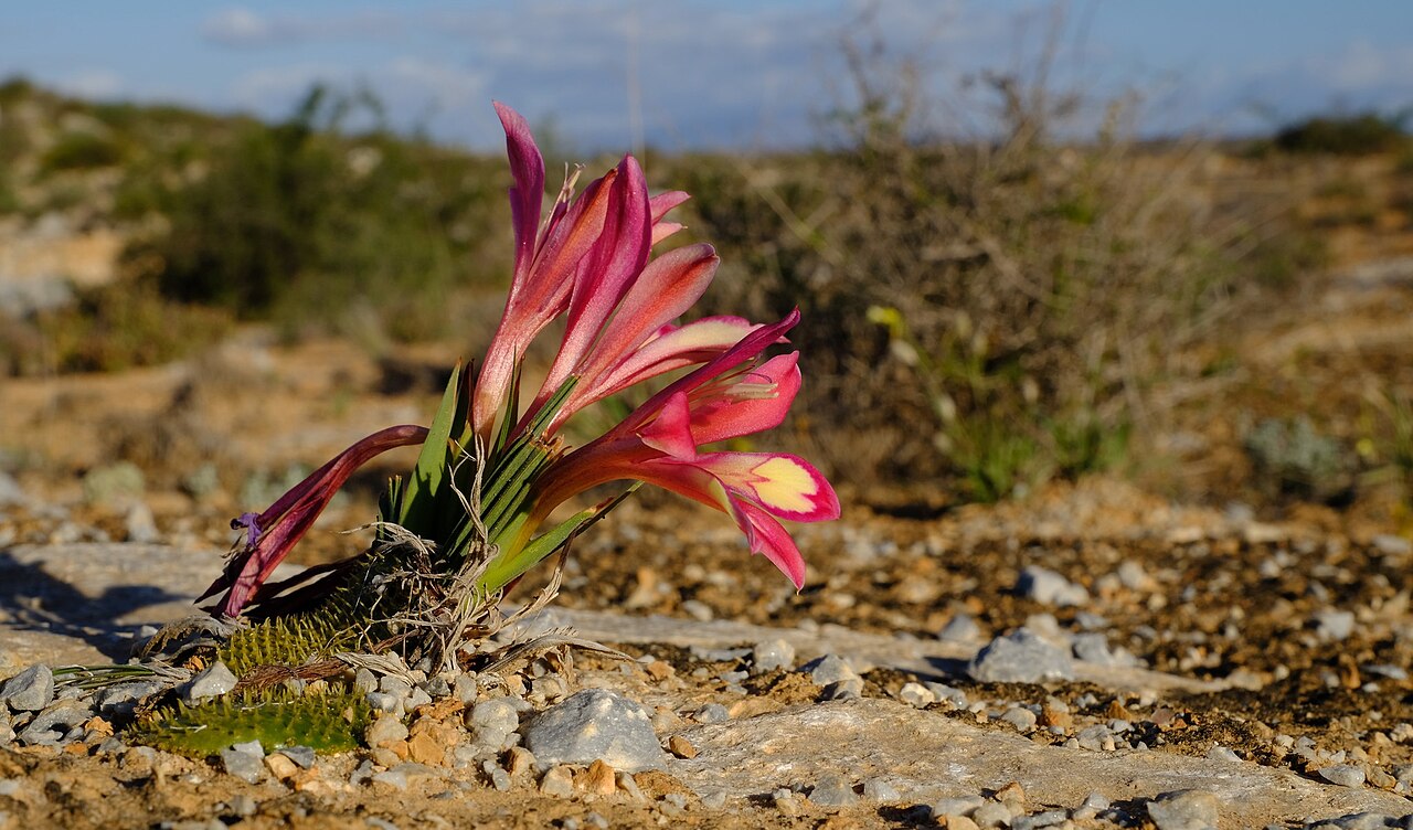 Babiana carminea: Babiana carminea, photographed by Nick Helme, on 20 August 2013, Knersvlakte, north of Vanrynsdorp, Western Cape province of South Africa