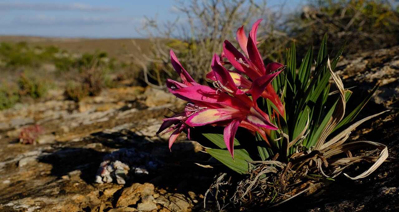 Babiana carminea: Babiana carminea, photographed by Nick Helme, on 20 August 2013, Knersvlakte, north of Vanrynsdorp, Western Cape province of South Africa