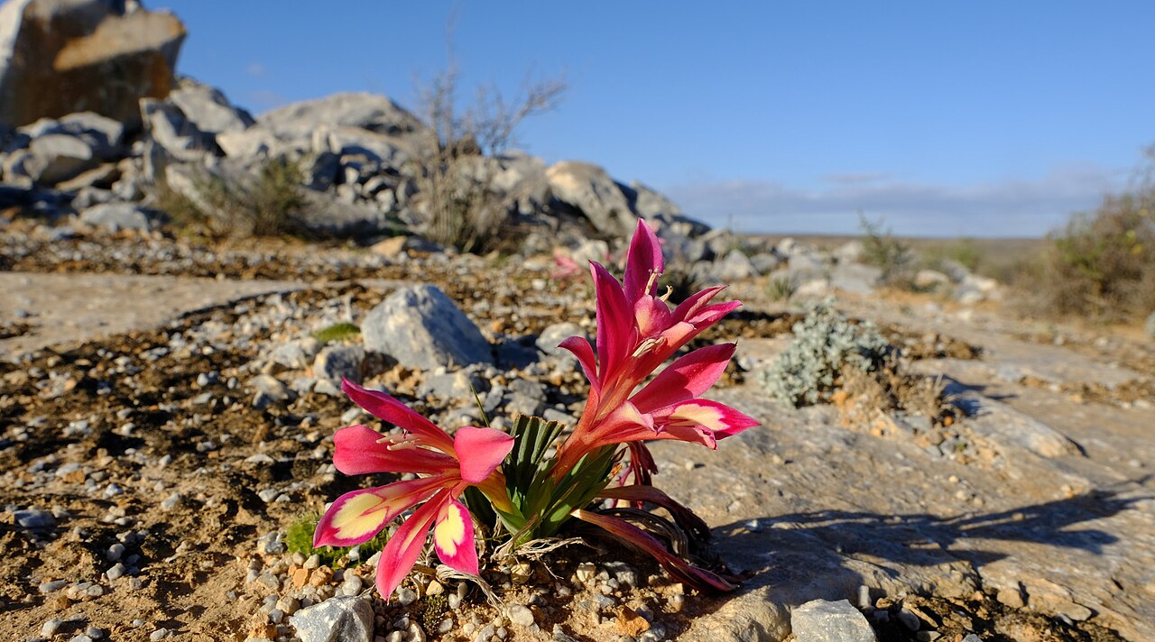 Babiana carminea: Babiana carminea, photographed by Nick Helme, on 20 August 2013, Knersvlakte, north of Vanrynsdorp, Western Cape province of South Africa