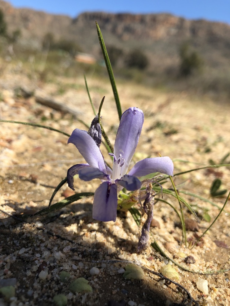 Babiana cedarbergensis (Babiana cedarbergensis)