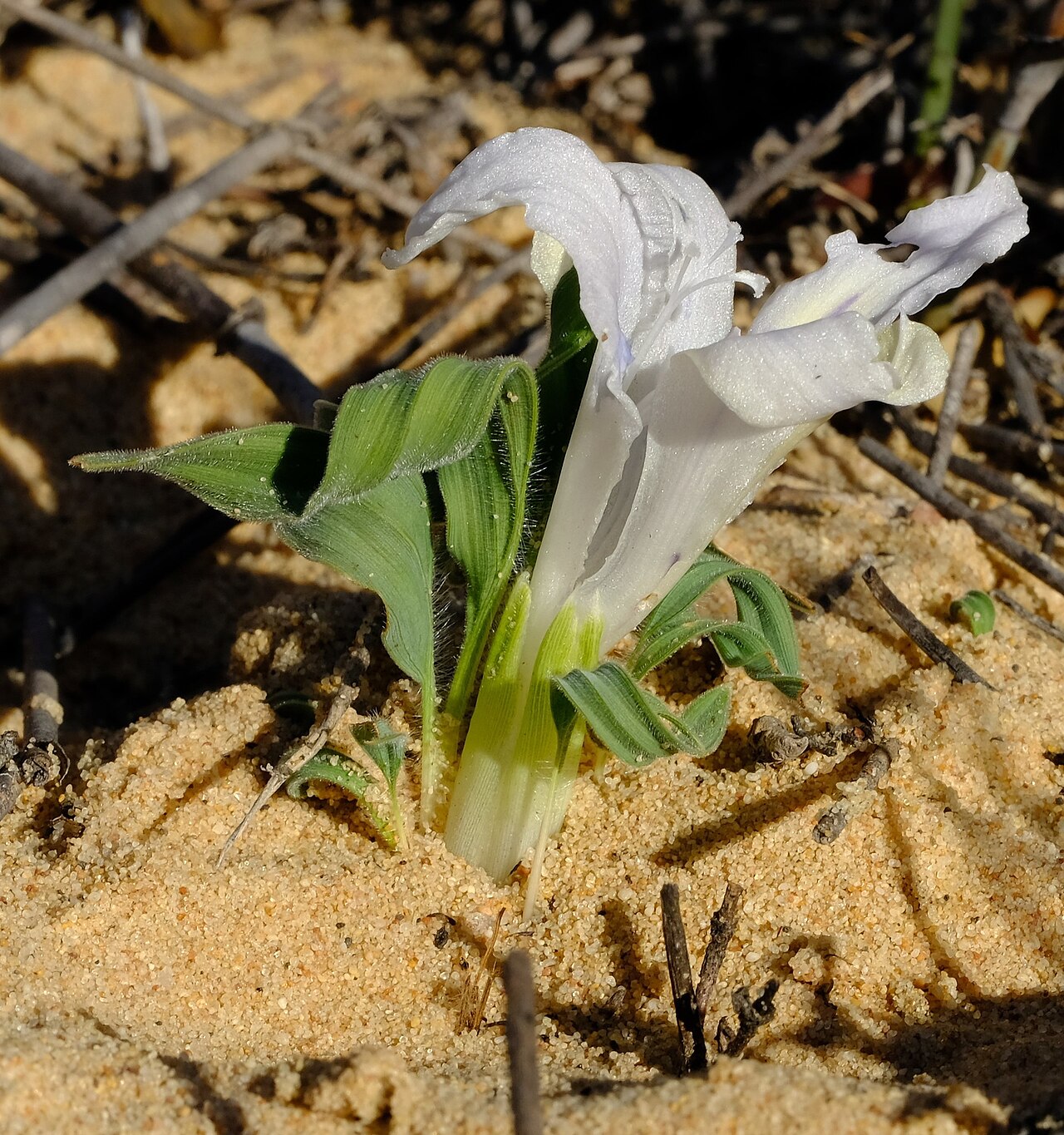 Babiana confusa: Babiana confusa, photographed by Nick Helme, on 1 August 2019, Vredendal, Western Cape province of South Africa