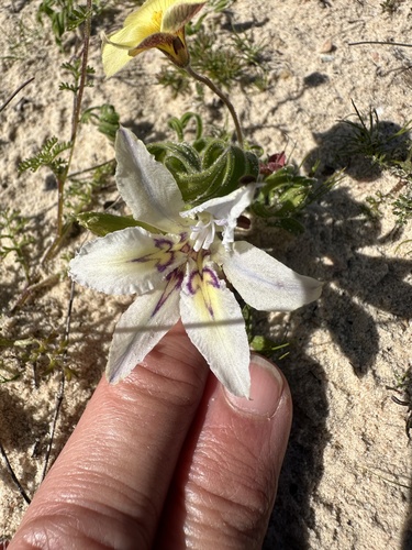 Babiana confusa (Babiana confusa)