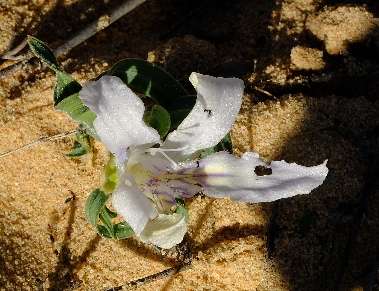 Babiana confusa: Babiana confusa, photographed by Nick Helme, on 1 August 2019, Vredendal, Western Cape province of South Africa