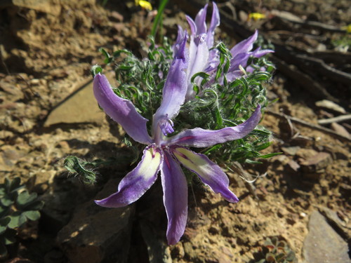 Babiana crispa (Babiana crispa)