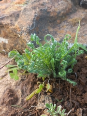 Babiana crispa (Babiana crispa)