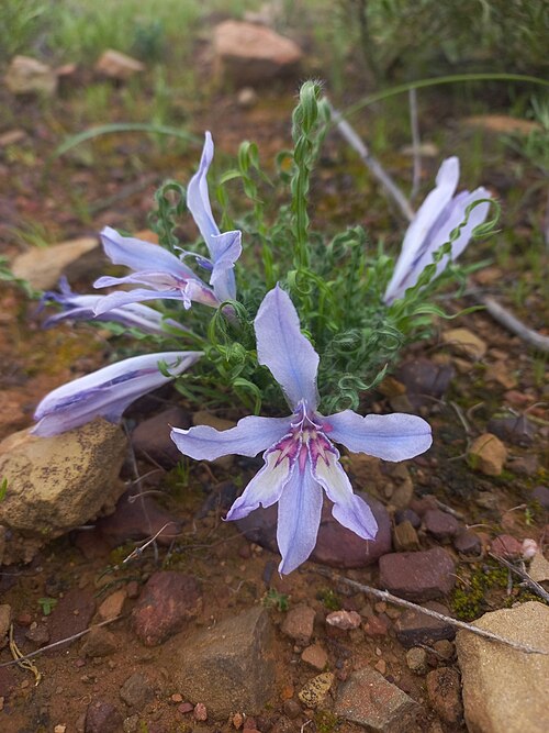 Babiana crispa: Babiana crispa