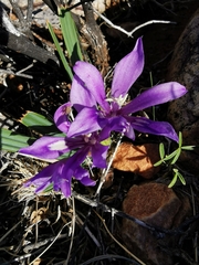 Babiana cuneata (Babiana cuneata)
