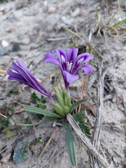 Babiana cuneata (Babiana cuneata)