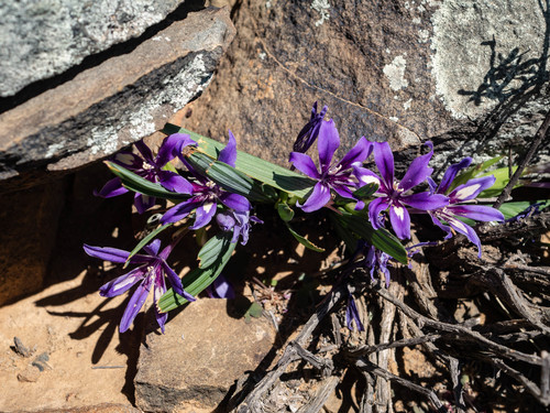 Babiana cuneata (Babiana cuneata)