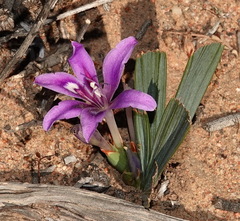 Babiana cuneata (Babiana cuneata)