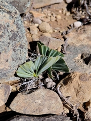 Babiana cuneata (Babiana cuneata)