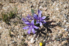 Babiana cuneata (Babiana cuneata)