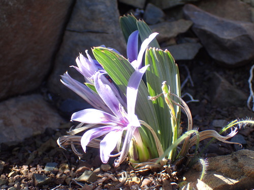 Babiana cuneata (Babiana cuneata)