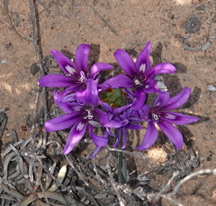 Babiana cuneata (Babiana cuneata)