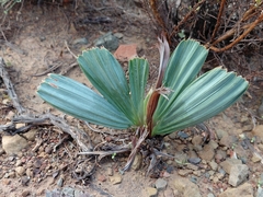 Babiana cuneata (Babiana cuneata)