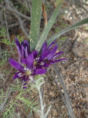 Babiana curviscapa (Babiana curviscapa)