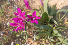 Babiana curviscapa (Babiana curviscapa)