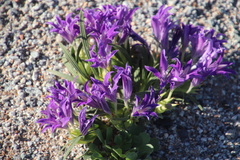 Babiana curviscapa (Babiana curviscapa)