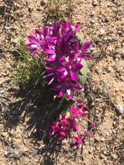 Babiana curviscapa (Babiana curviscapa)