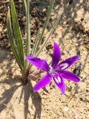 Babiana curviscapa (Babiana curviscapa)