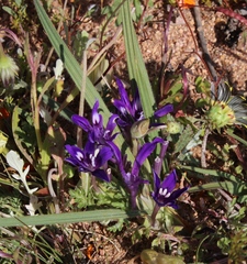 Babiana curviscapa (Babiana curviscapa)