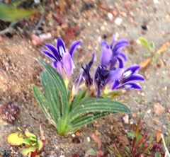 Babiana curviscapa (Babiana curviscapa)