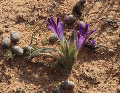 Babiana curviscapa (Babiana curviscapa)