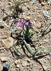 Babiana curviscapa (Babiana curviscapa)