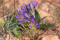 Babiana curviscapa (Babiana curviscapa)