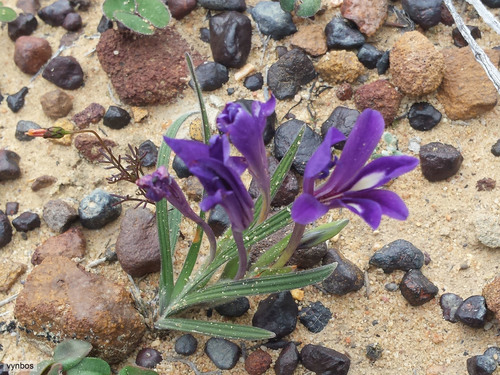 Babiana engysiphon (Babiana engysiphon)