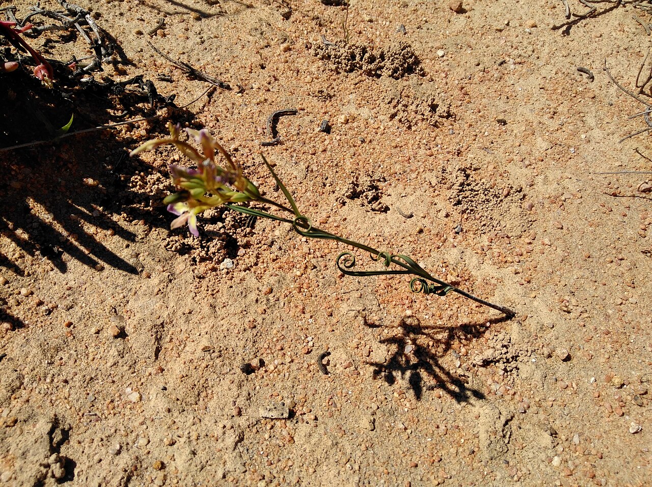 Babiana fimbriata: Babiana fimbriata, habit
