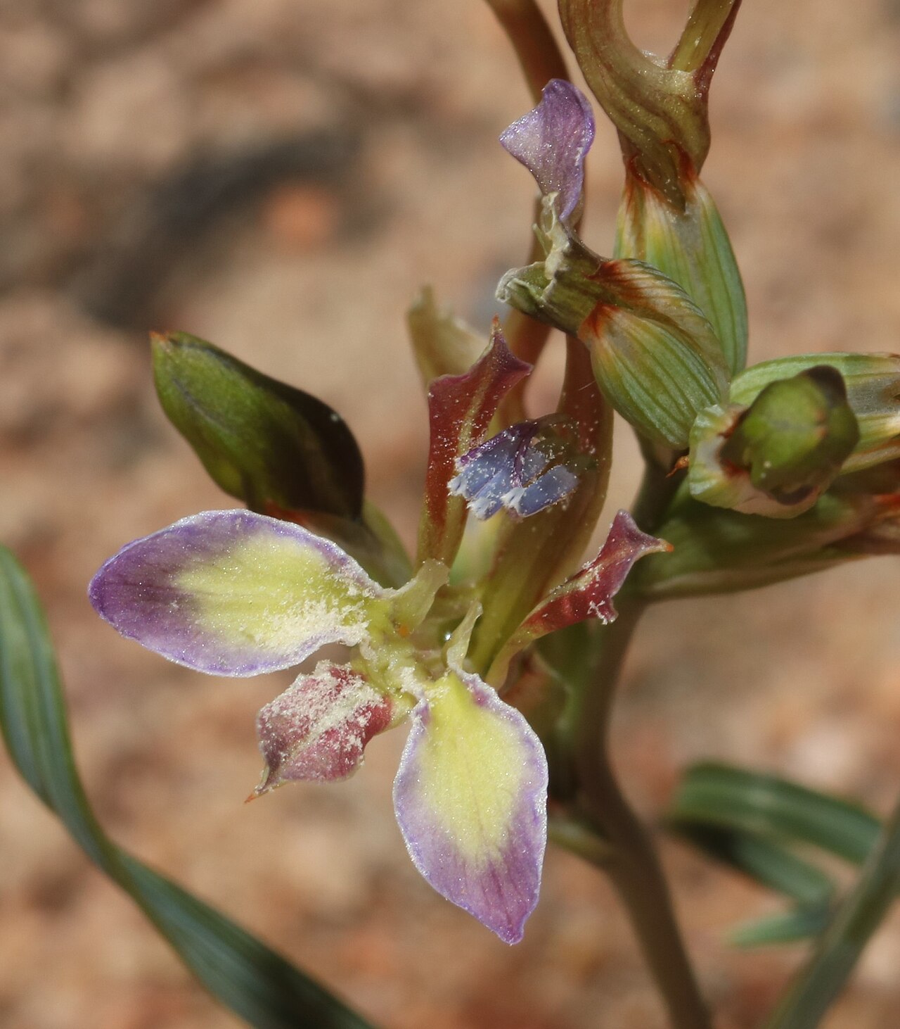 Babiana fimbriata: Babiana fimbriata, frontal view of a flower