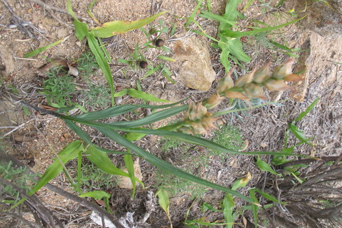 Babiana fimbriata (Babiana fimbriata)
